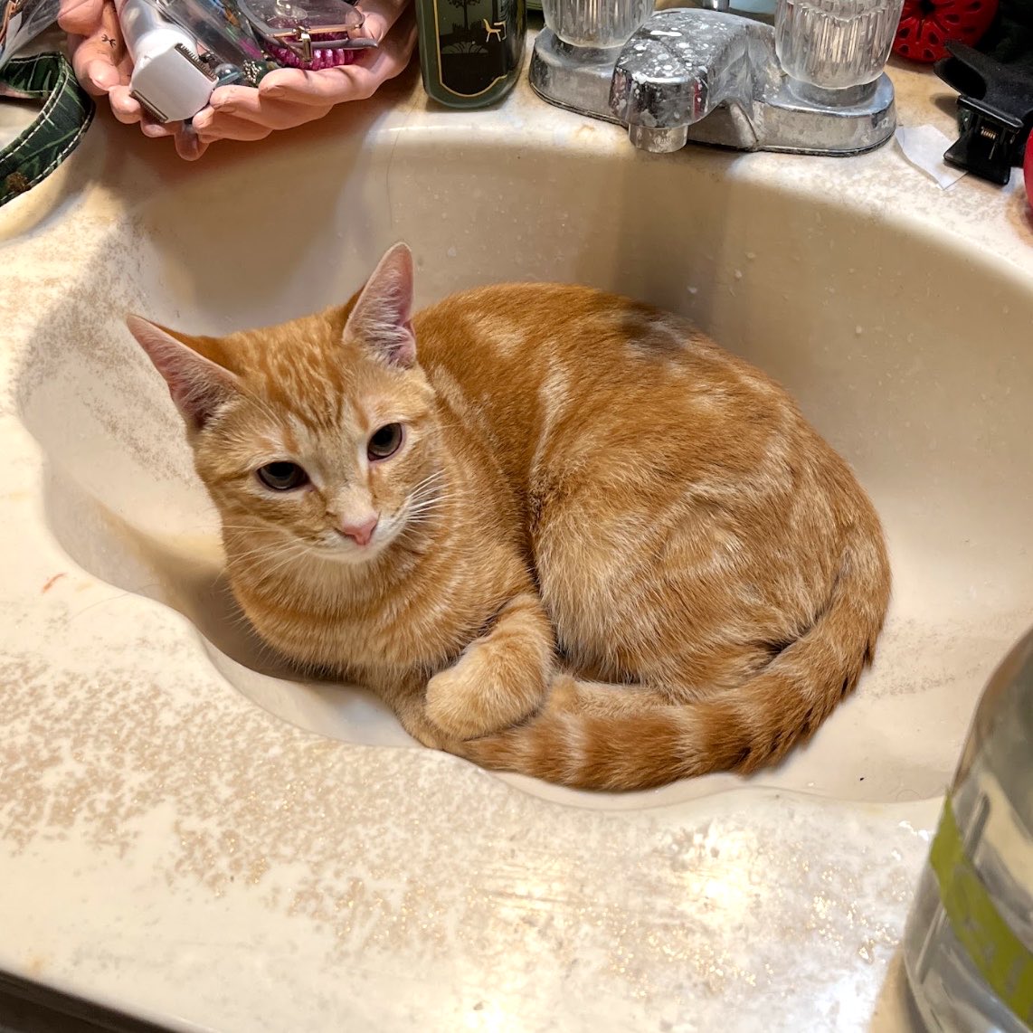 🏳️⚧️🫶🏻walkup kitties tweet media