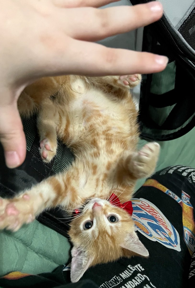 🏳️⚧️🫶🏻walkup kitties tweet media