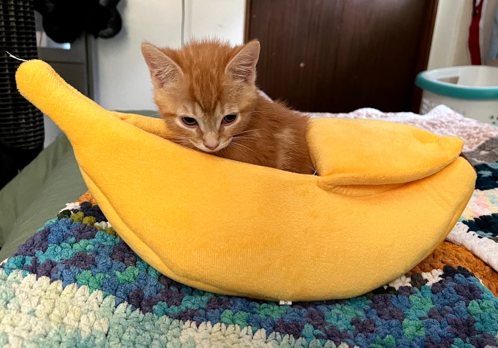 🏳️⚧️🫶🏻walkup kitties tweet media