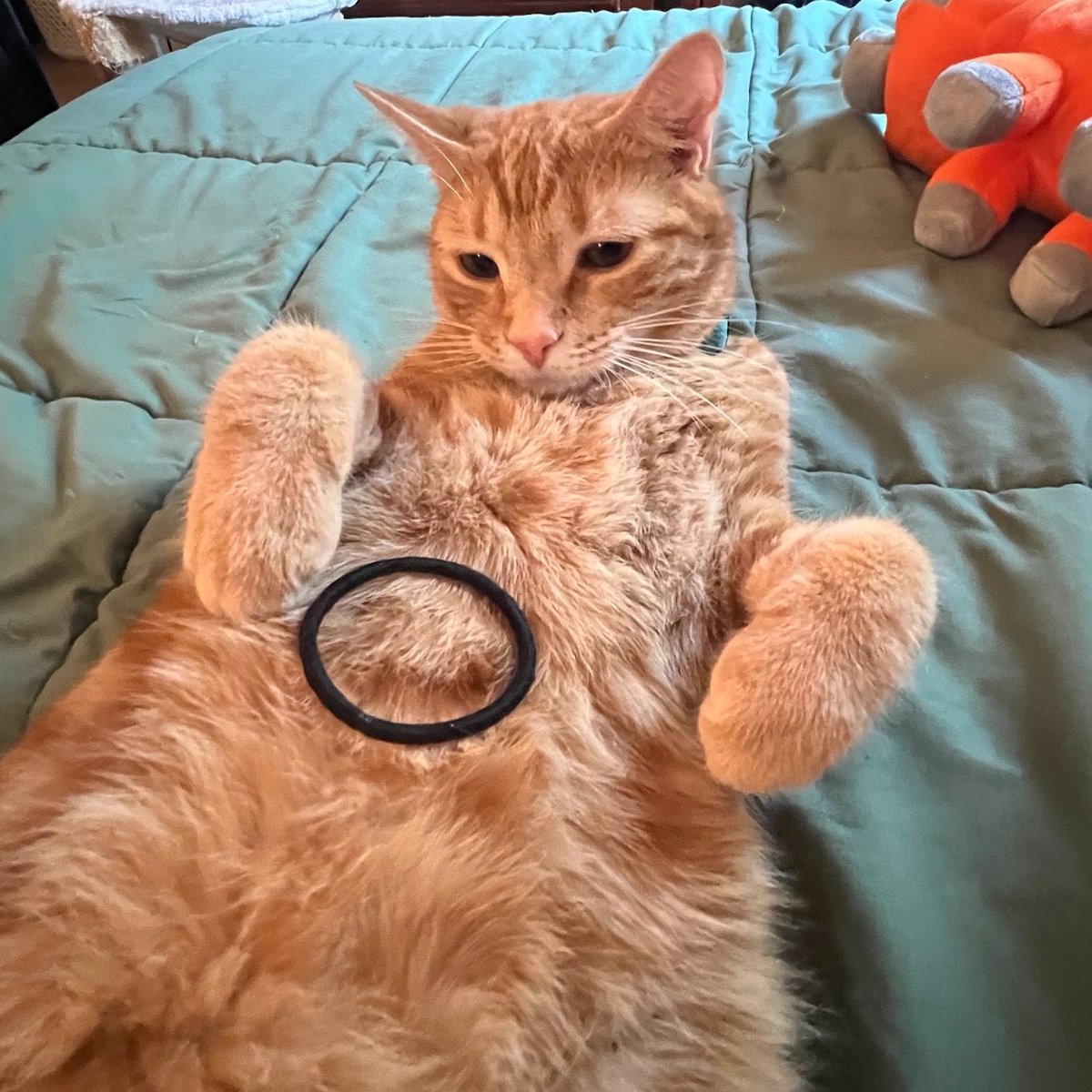 🏳️⚧️🫶🏻walkup kitties tweet media