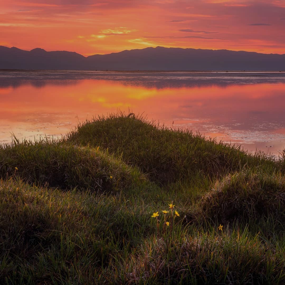 Sunrise glimmers on heaving ocean by reefs, waves like molten gold.