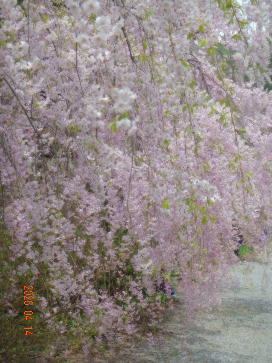 𝗦𝟮 tweet media