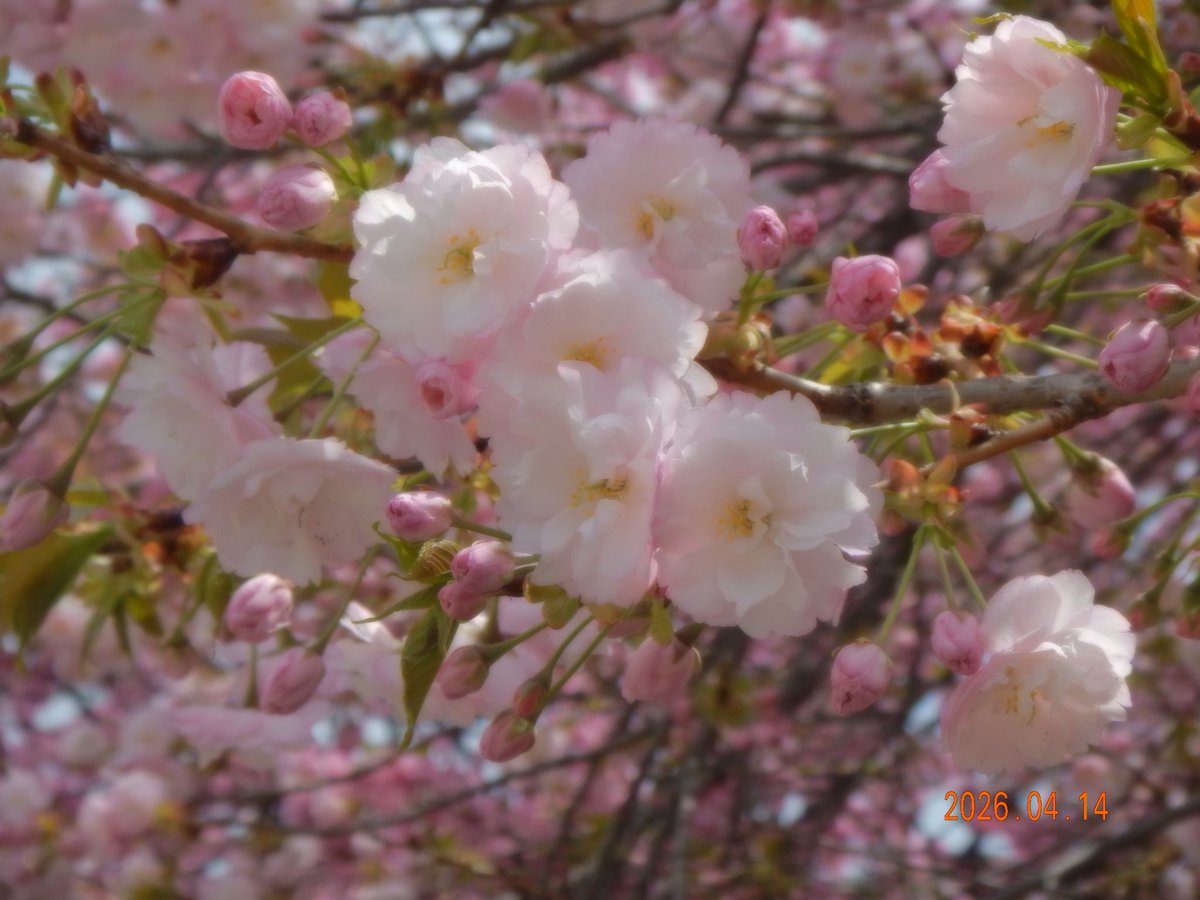 𝗦𝟮 tweet media