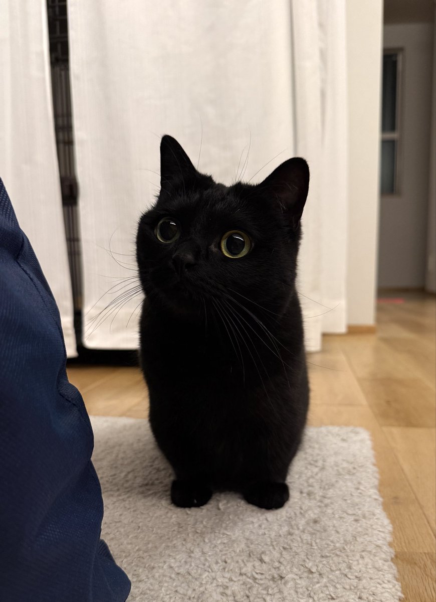 かわいい眼差し