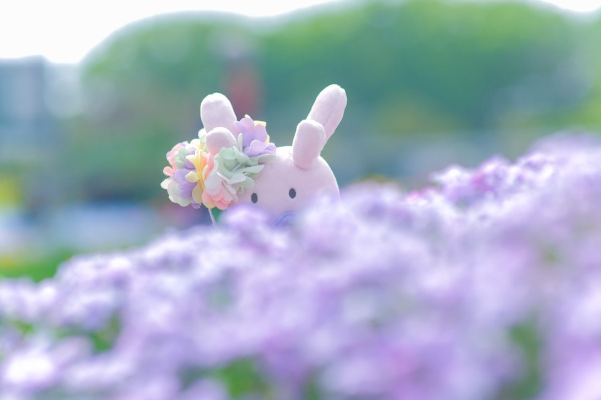 カオルぴ📷 pokephotographer tweet media