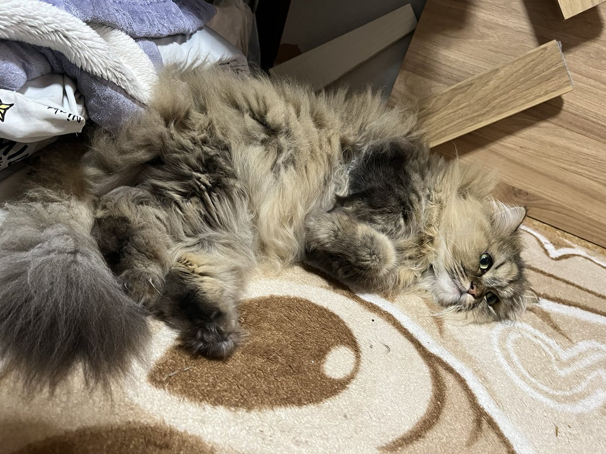 まりもっこり tweet media