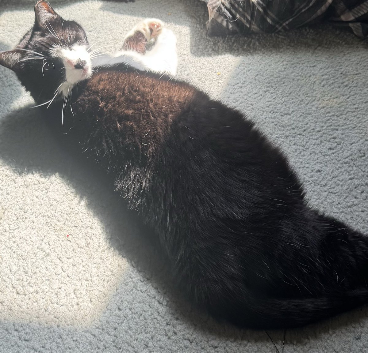 Rocks the Henchbabe 🫶💨🍃 tweet media