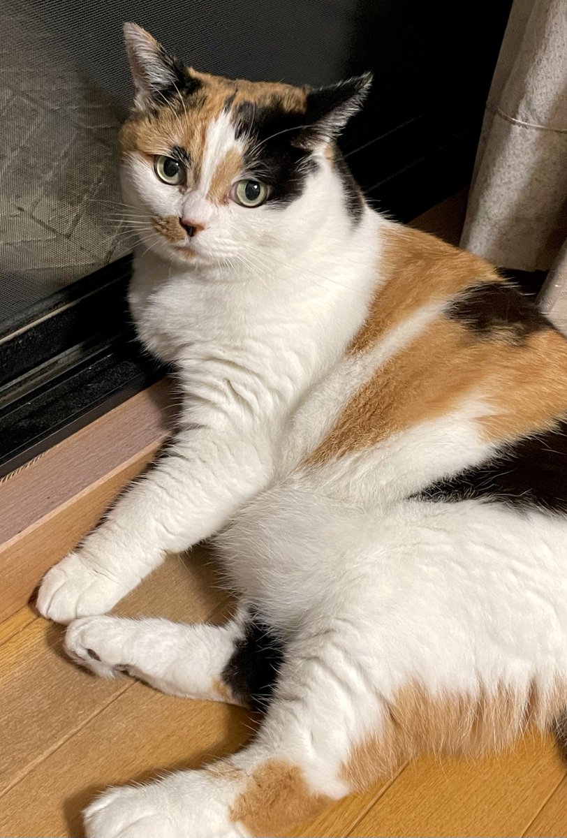 にゃんころもち tweet media