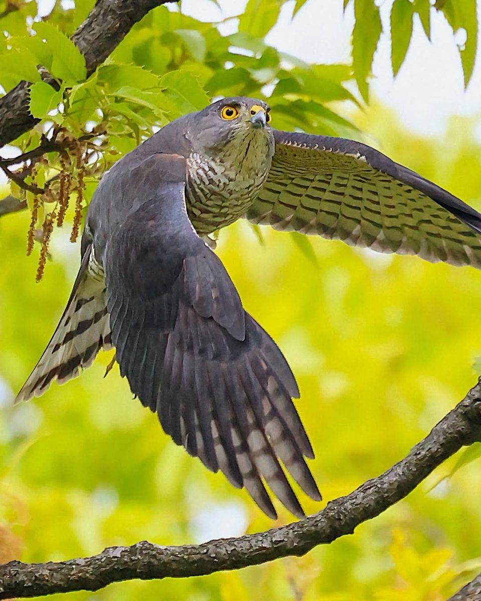 TheNatureBeings's tweet image. Eurasian sparrowhawk (Accipiter nisus) is a small bird of prey.