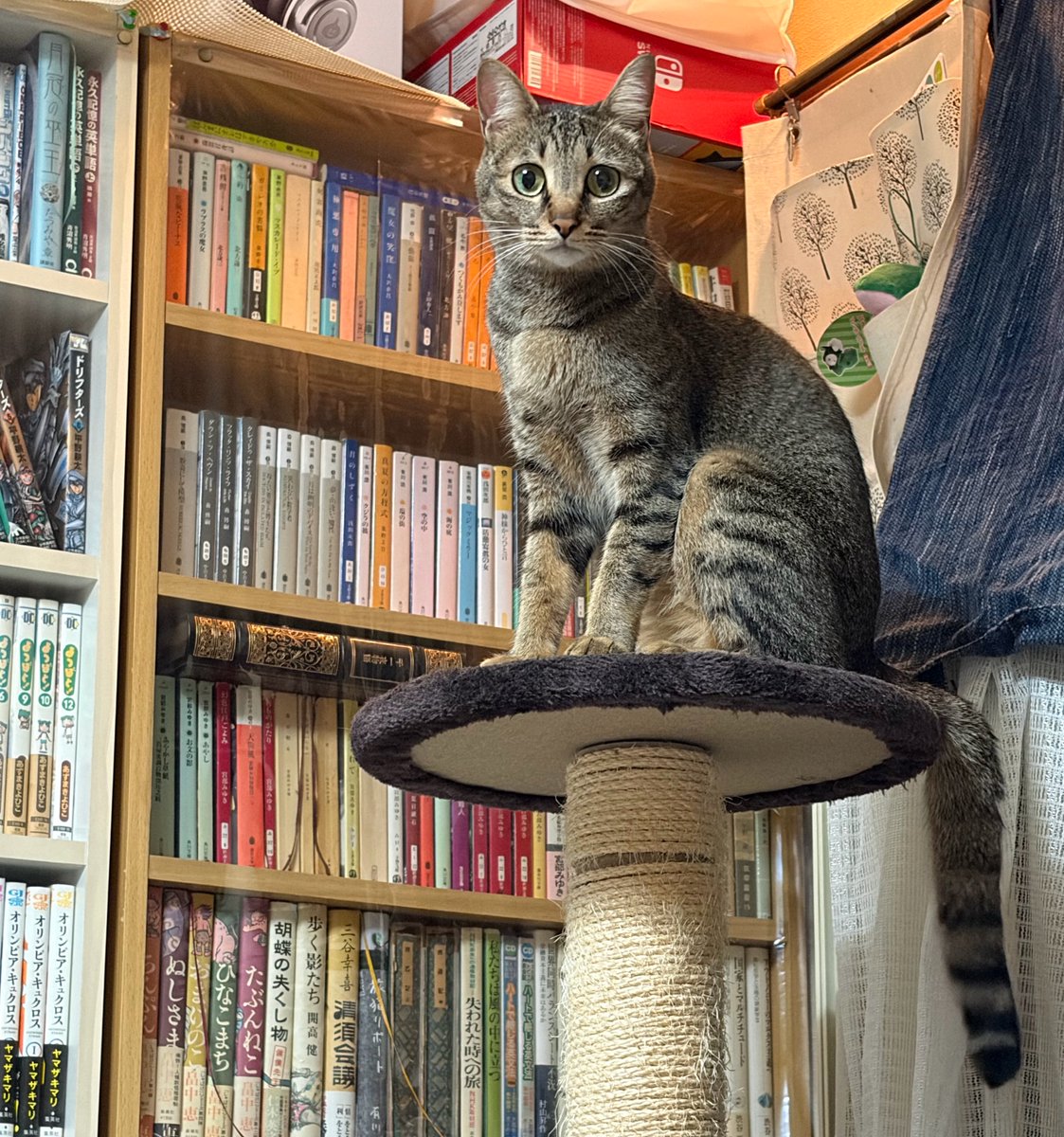 白ぴくる tweet media