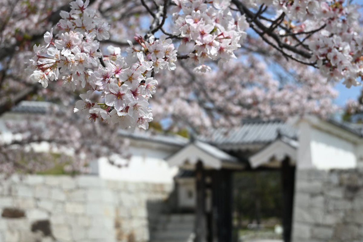 sirowako's tweet photo. _赤穂城と桜🌸
日曜日に滑り込みセーフ(*'▽'*)
今年は少ないながらも桜のお城をenjoyしました！
高麗門や塀、櫓と桜の相性抜群！
来年は富山県の桜見に行きたいなぁ https://t.co/54NAPjt7El