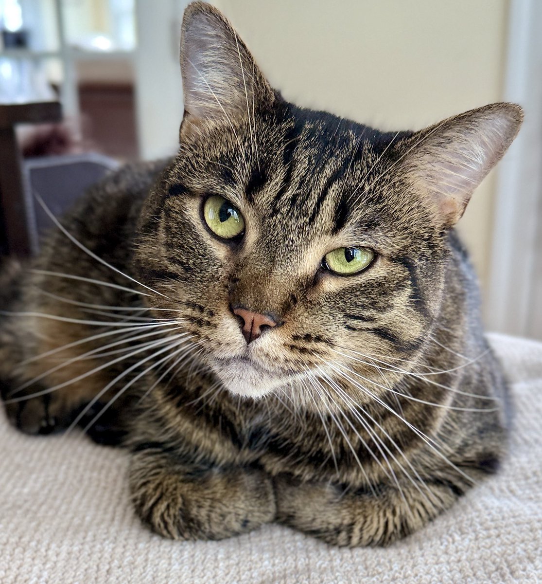 SusanCalman's tweet image. Susan's #CatOfTheDay is Jinx.

Thank you @MissyBBBobtail for sharing this pic!