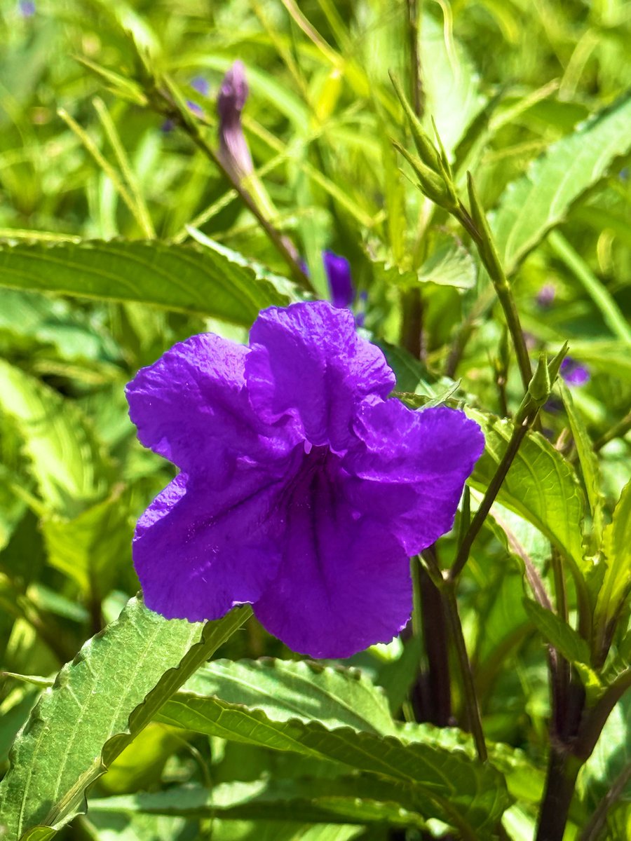 𝘚𝘶𝘭𝘵𝘢𝘯 𝘈𝘭𝘥𝘢𝘸𝘴𝘢𝘳𝘪 | 🇸🇦🇬🇷彡 tweet media