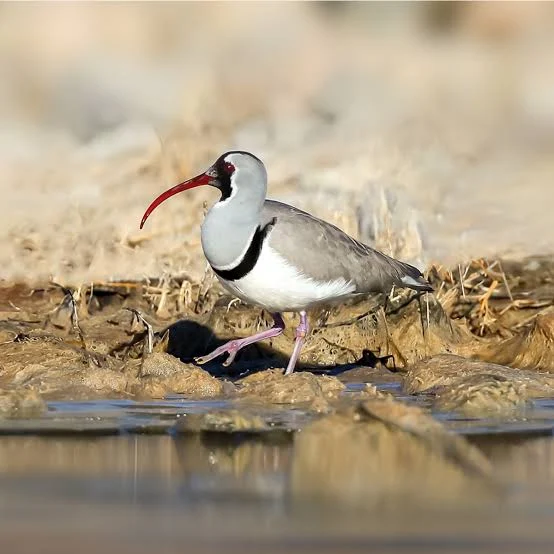 bdhoskins's tweet photo. @FionnualaFini Nope, Ibisbill https://t.co/8EO50bQkum