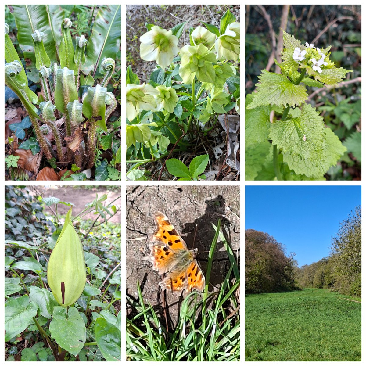 mycathardy's tweet image. Hart's-Tongue Fern, Hellebore, Garlic Mustard, Lords and Ladies, Comma Butterfly, Ringstead Common. #plants #butterflies #wildflowers #Norfolk