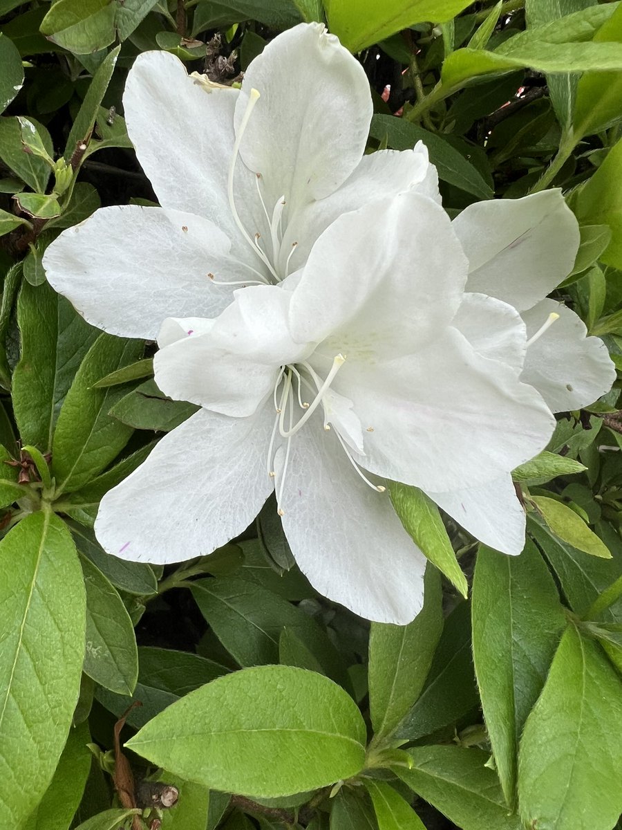 Vermouth☽ ⋆゜ tweet media