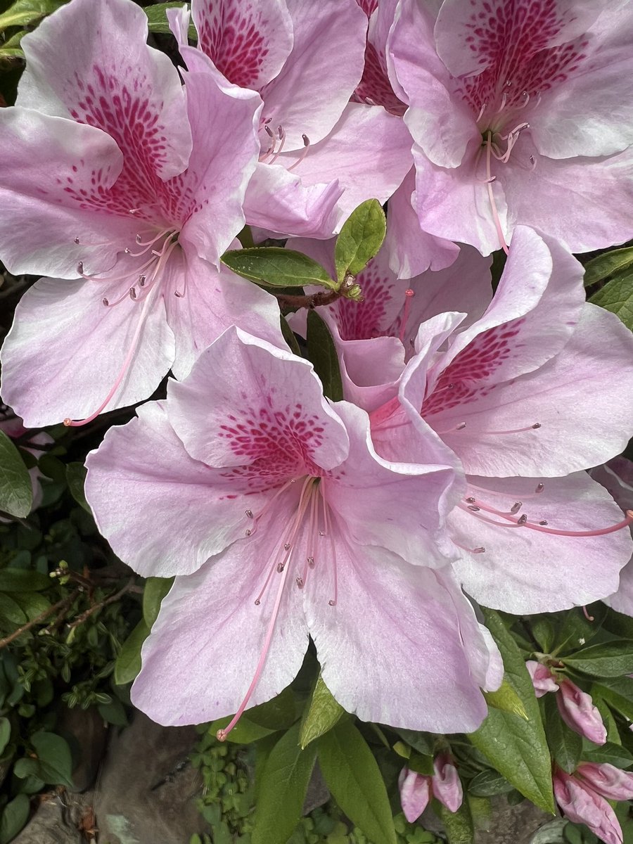 Vermouth☽ ⋆゜ tweet media