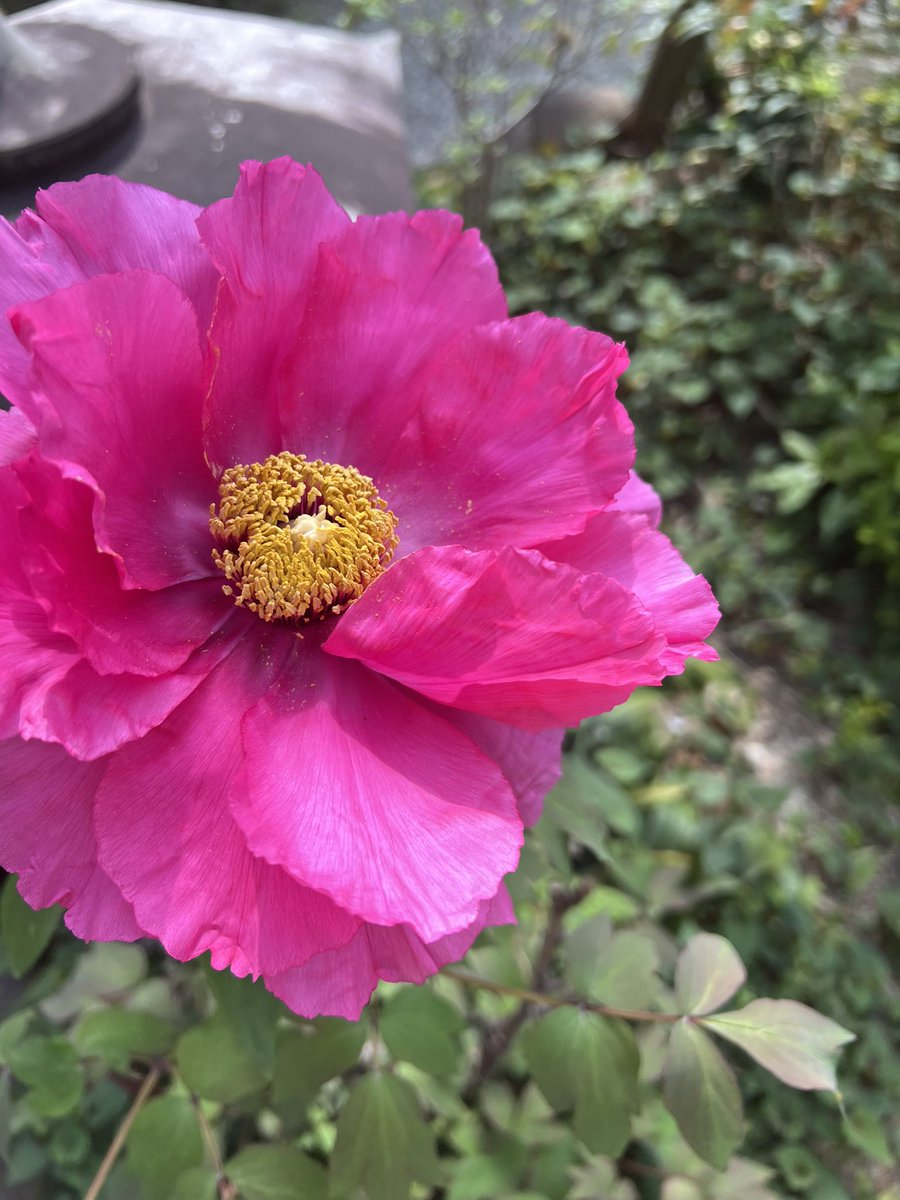 Vermouth☽ ⋆゜ tweet media