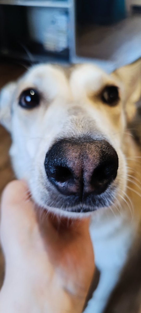 Loyso Pondohva tweet media