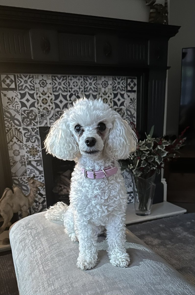 SusanCalman's tweet image. Susan's #DogOfTheDay is Poppy.

Thank you @GeordieArmani for sharing this pic.