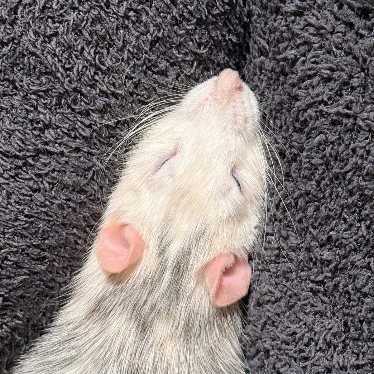 ドブ美 tweet media