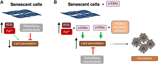 Cell_Metabolism's tweet photo. Polyunsaturated lipids kill senescent cells by ferroptosis https://t.co/RZkr8jrloN https://t.co/r33OC7mpUw
