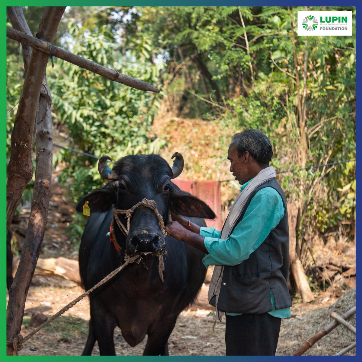 LupinCSR's tweet photo. Starting with one buffalo, he expanded livestock, increased yields, and now earns ₹2+ lakh annually. Today, he’s a farmer others look up to.
#LHWRFcommunity #FarmerStories #SustainableFarming https://t.co/5EUbQF38yw