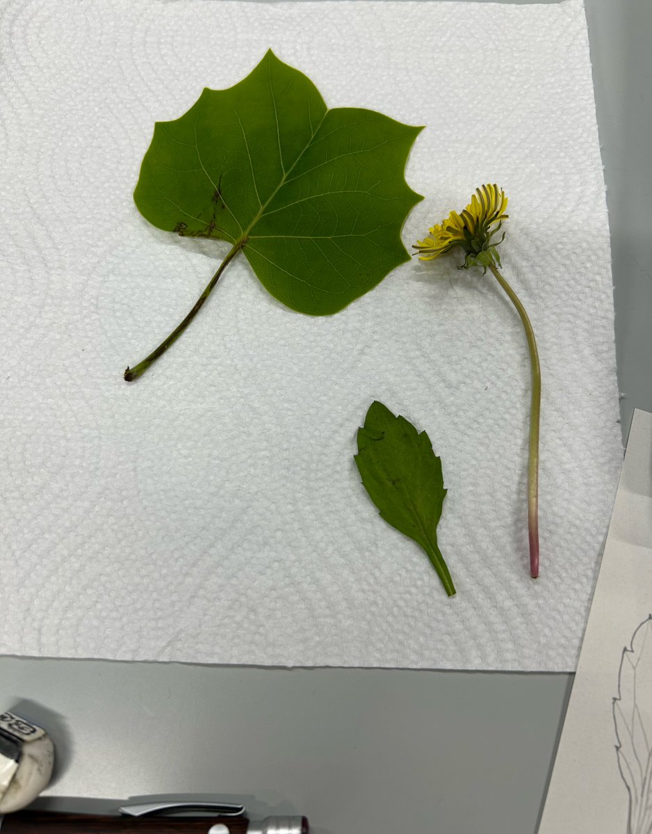 ˗ˋˏ ぐりまる ˎˊ˗ tweet media