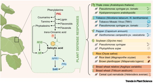 TrendsPlantSci's tweet image. Revisiting SA biosynthesis: new post-PAL route in plant immunity dlvr.it/TS254k #plantscience