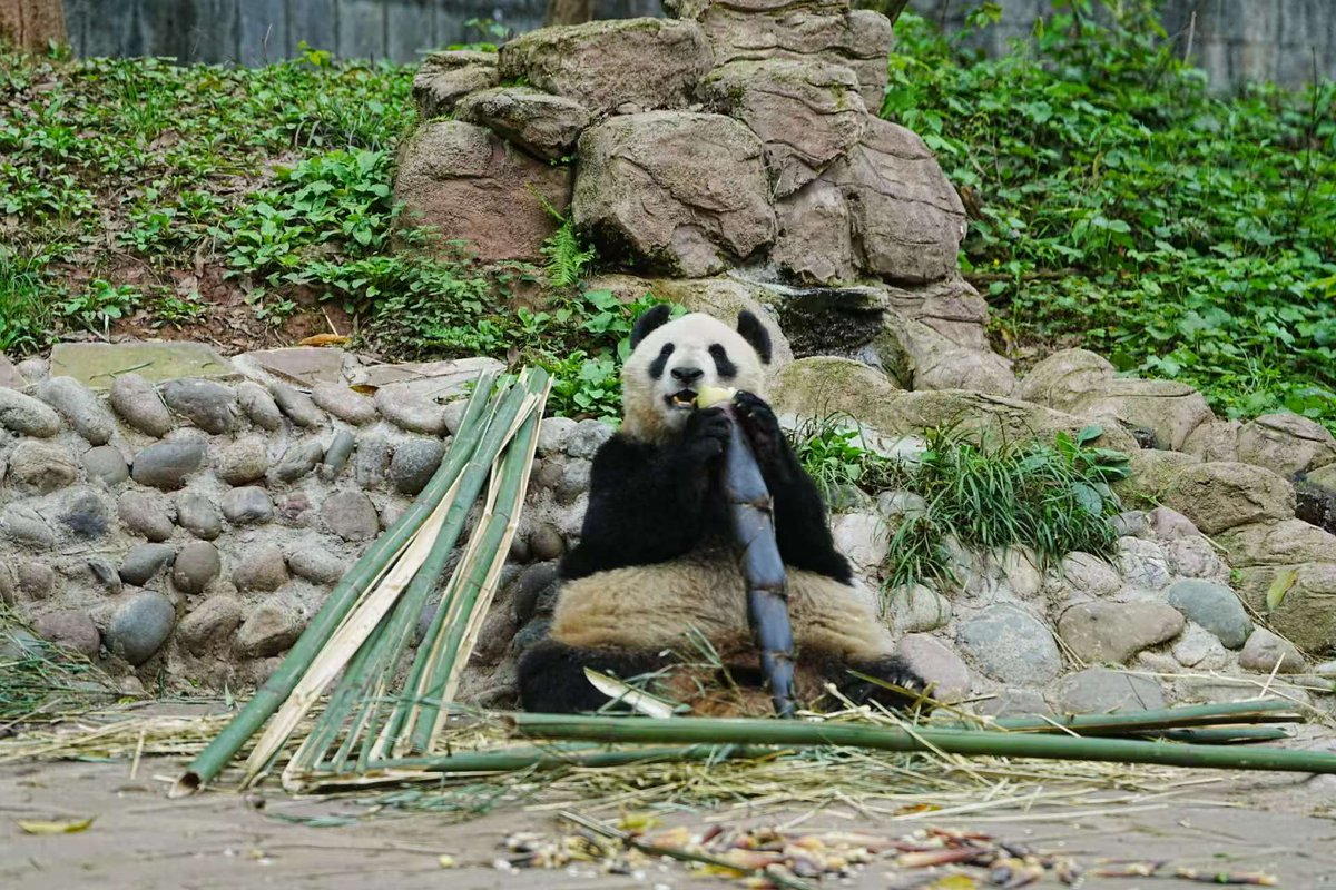 シャン日記 tweet media