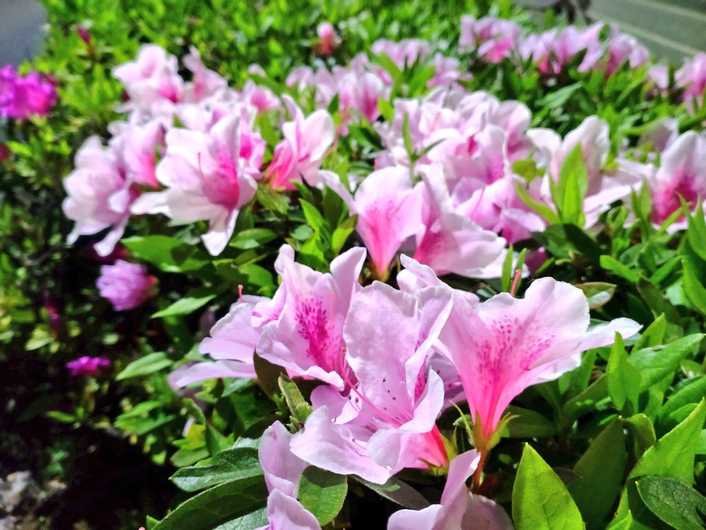 新田京助(ﾆｯﾀ ｷｮｳｽｹ) tweet media