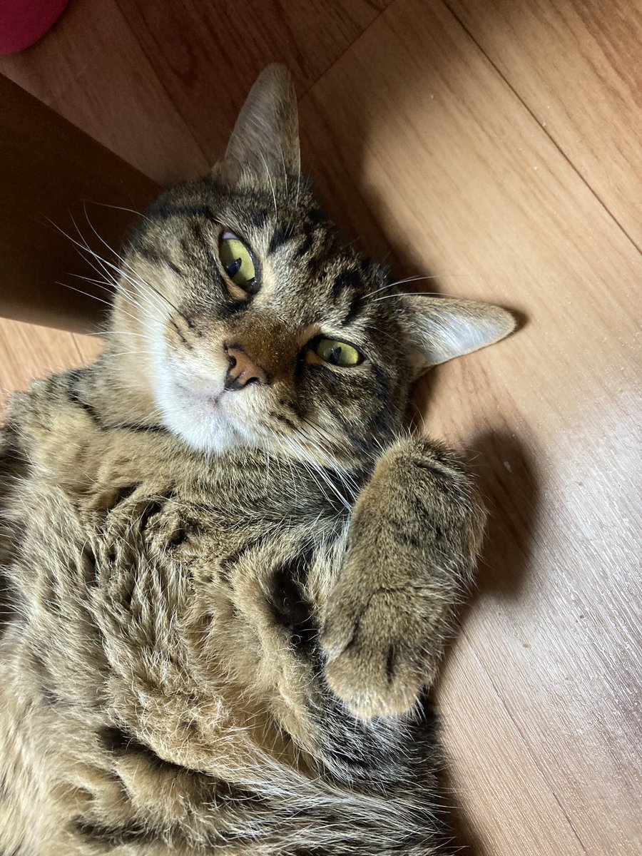 さざみ tweet media