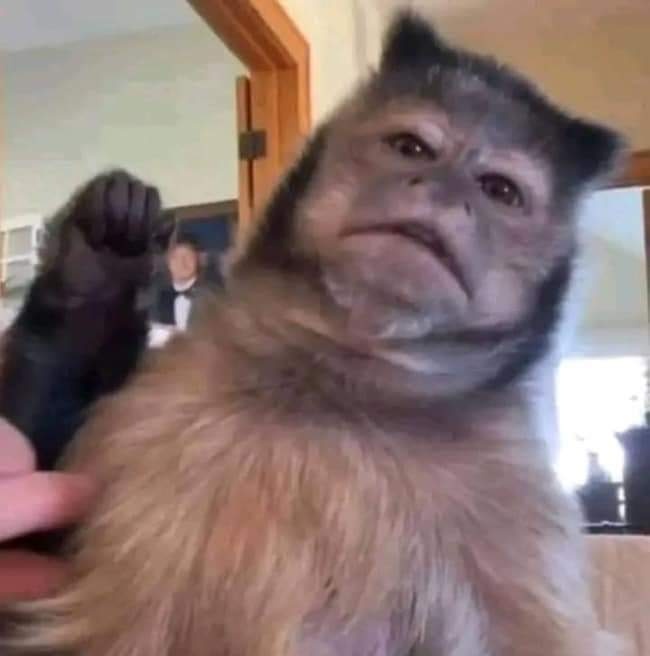 broto de coentro 🌱 tweet media