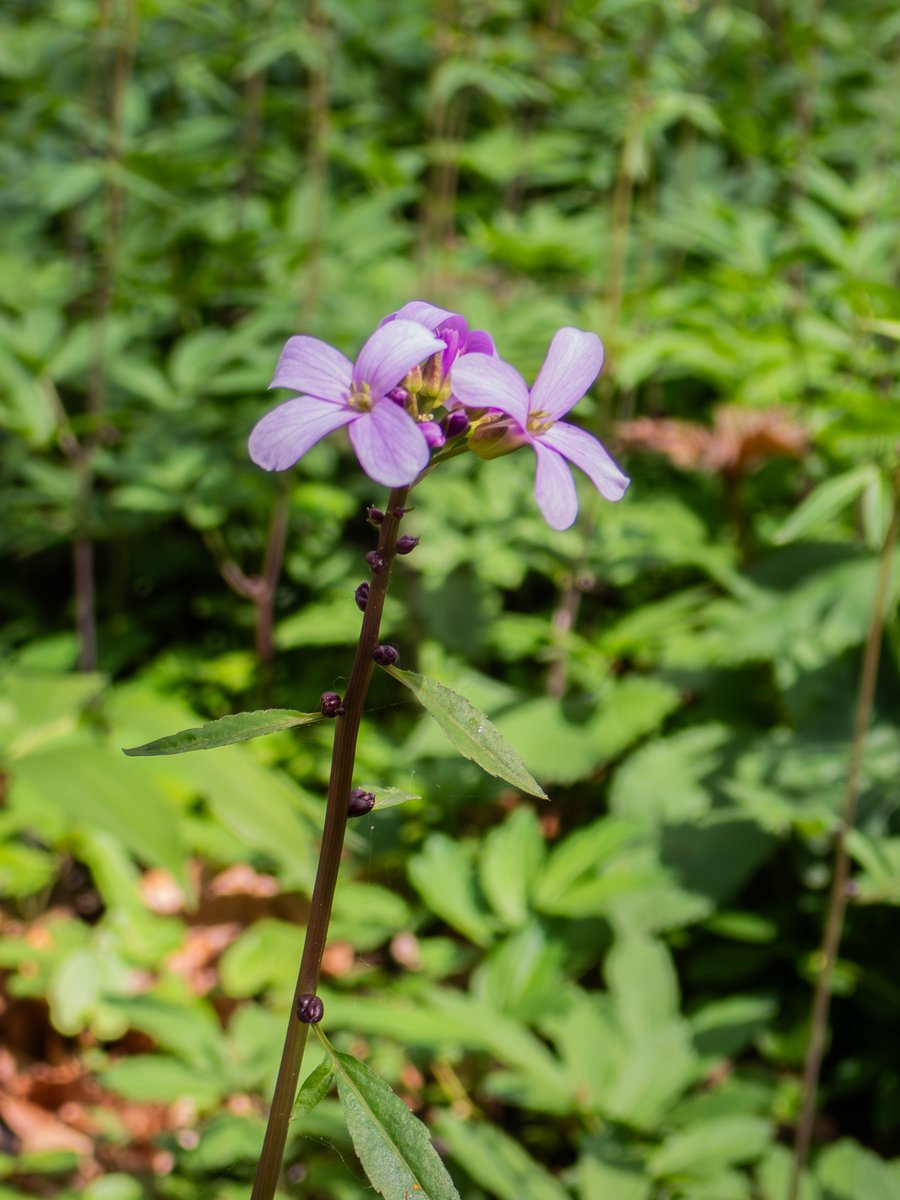 peter hegi tweet media