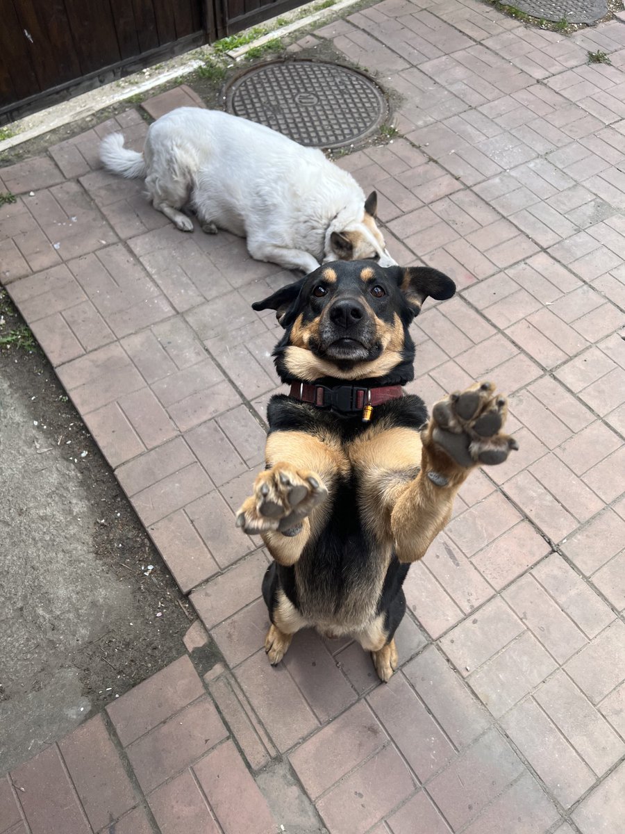 воровка in progress tweet media