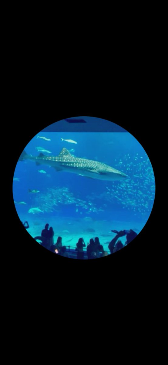 ジンベエー tweet media