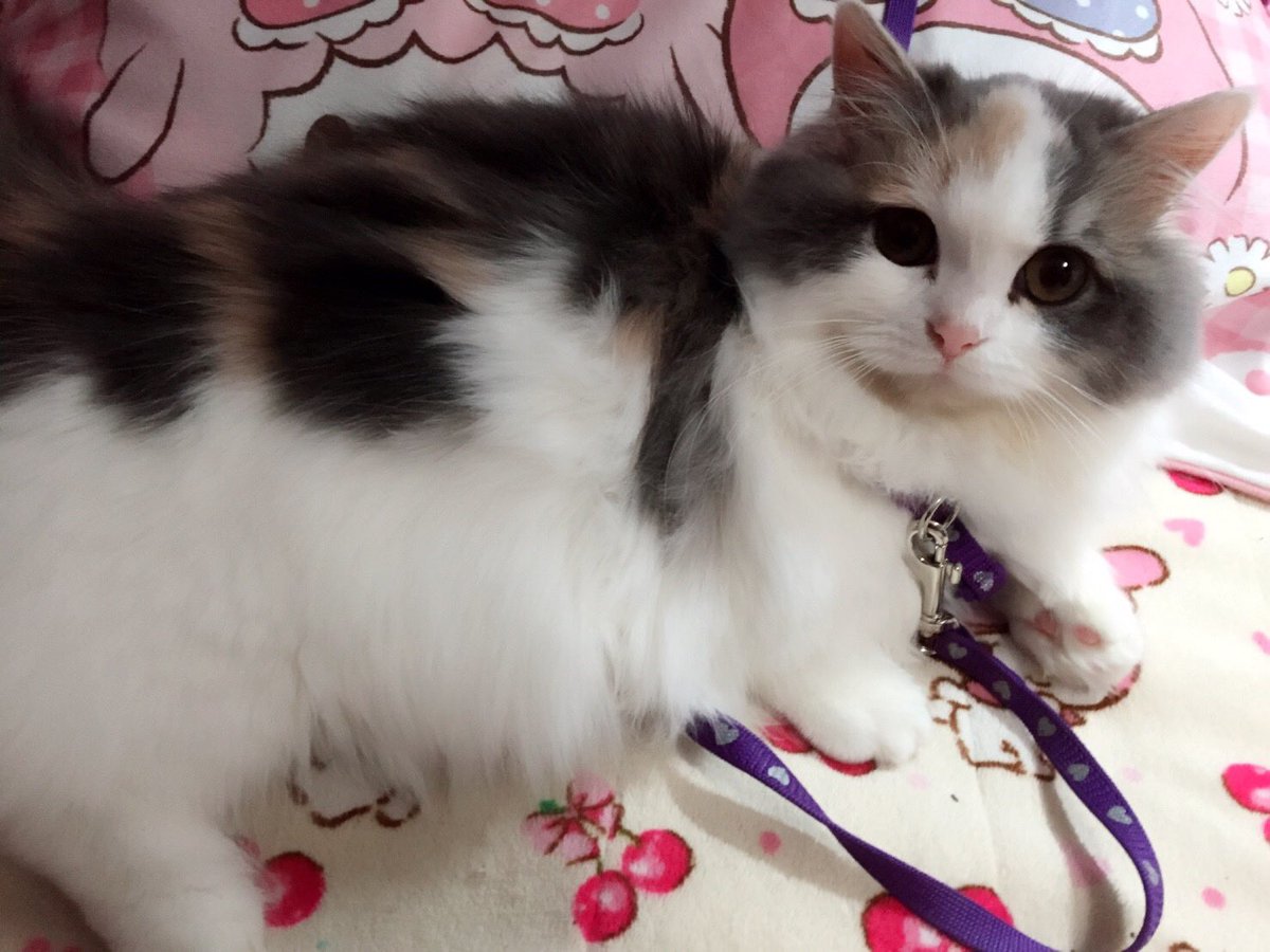 あやか@咲夜 tweet media