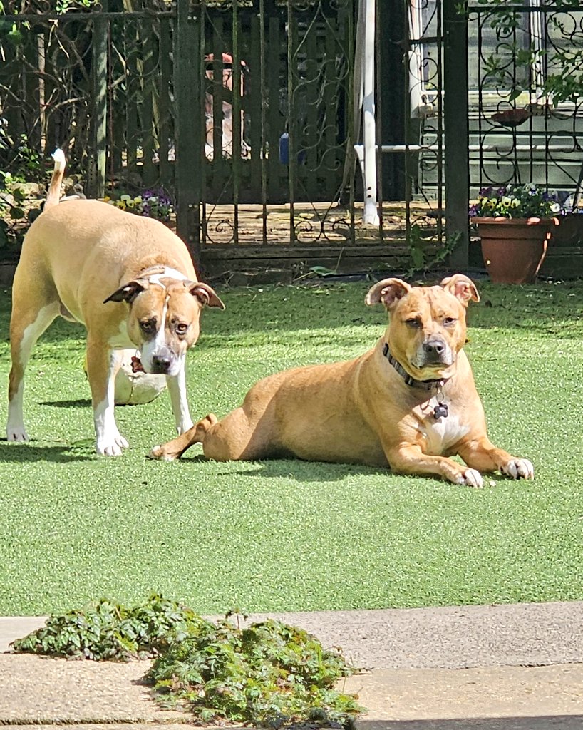 sueismymum's tweet photo. @jennystape Doing da same, Jacksy... wiv me blimmin sista... #throwingshade ๐๐๐๐ฅฐ https://t.co/amBAySOMxD