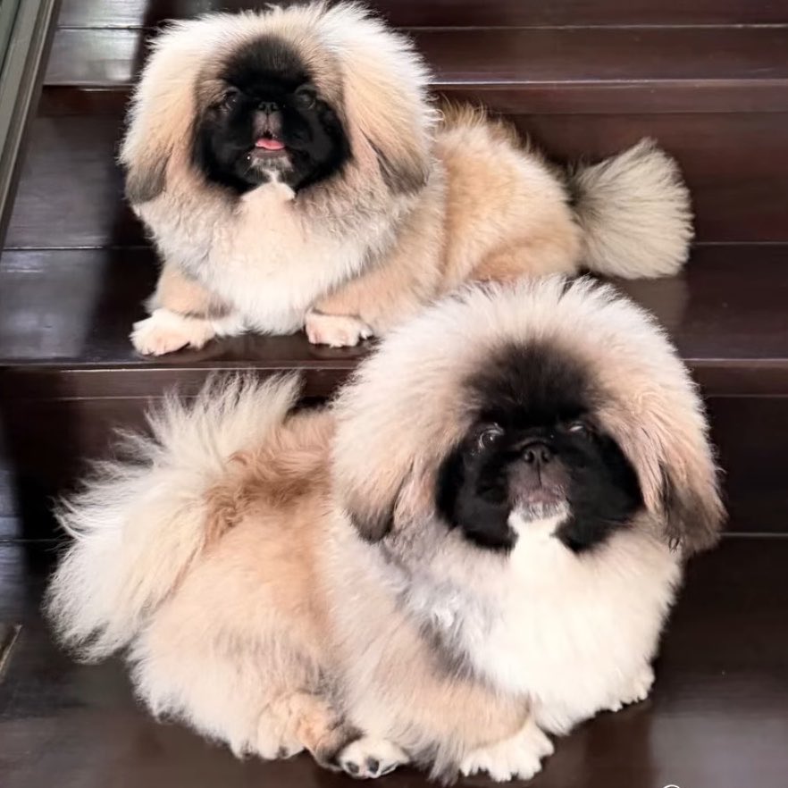 ⁺◟มัมหมีพีพี ⸌☻꙳ tweet media