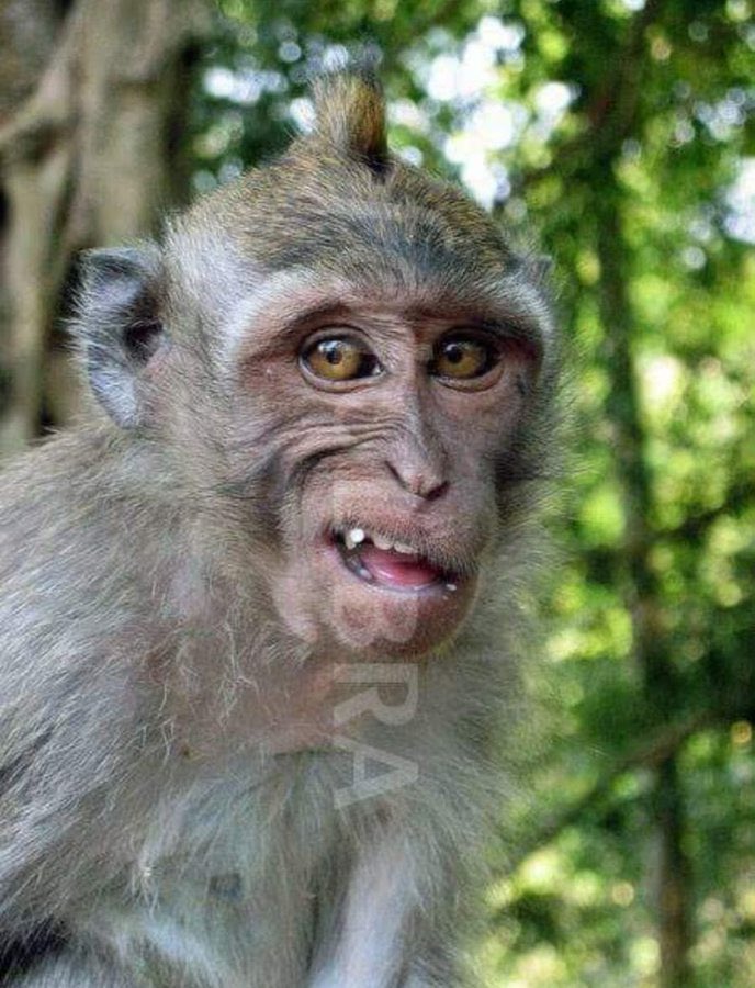 Nhlanhla S. Nkosi, Esq. tweet media