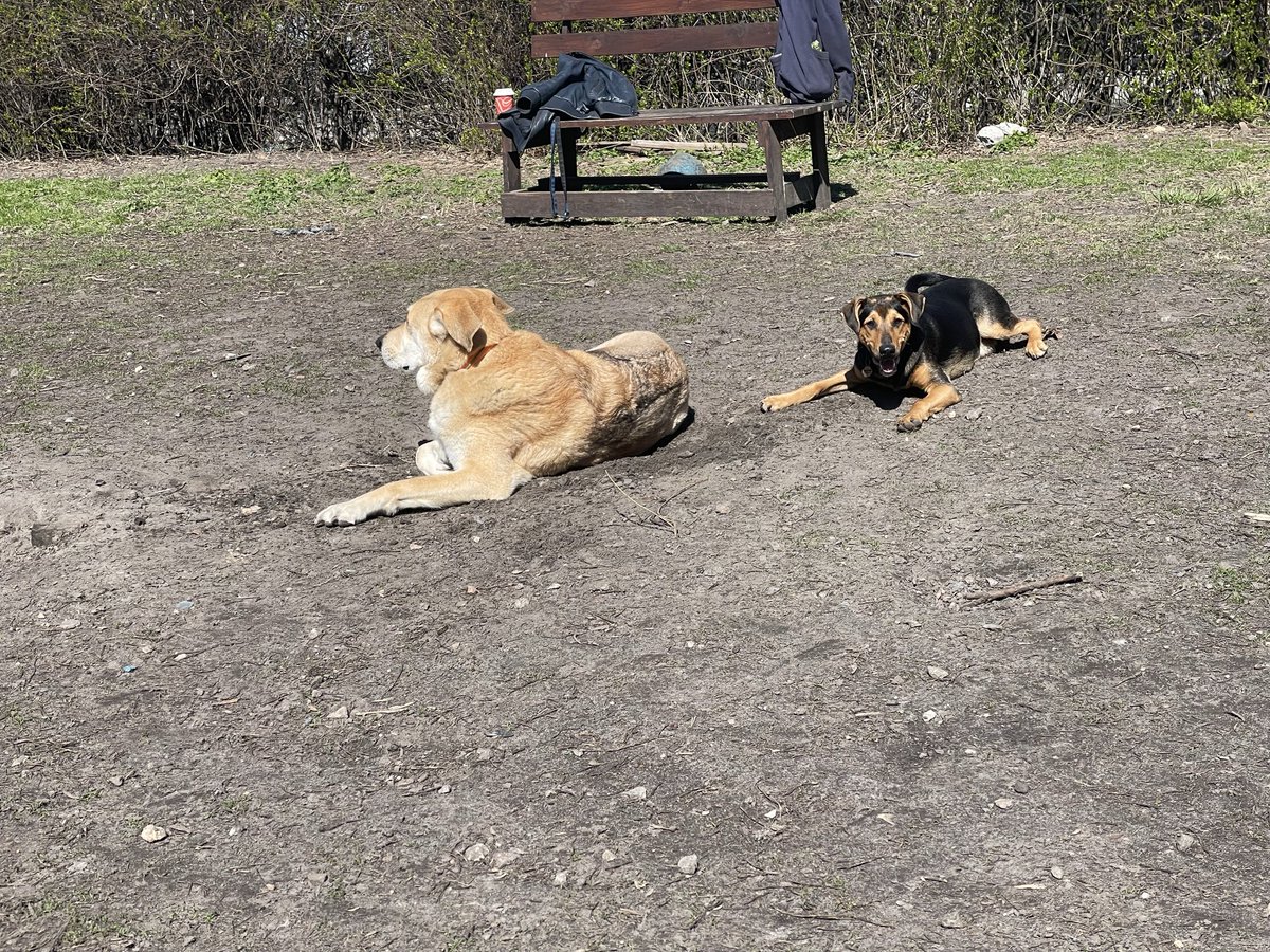 Ebanistería con gatos tweet media