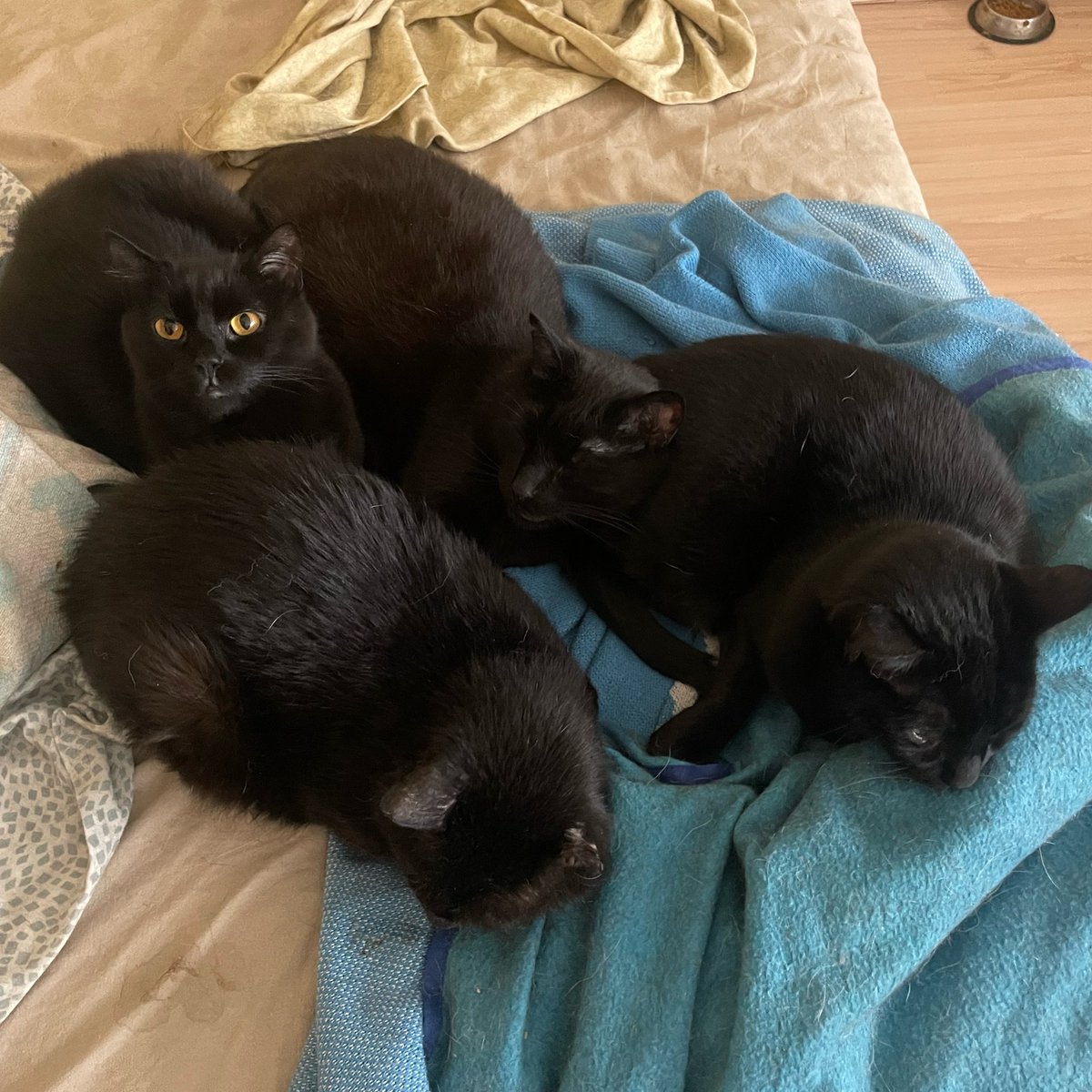 Ebanistería con gatos tweet media