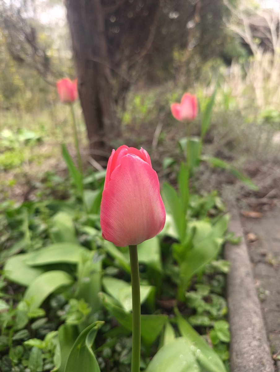 GGanszczyk's tweet image. W ogrodzie zaczynają kwitnąć pierwsze tulipany. 🌷💚 #Tulips #Garden #Flower #April #Spring #NaturePhotography