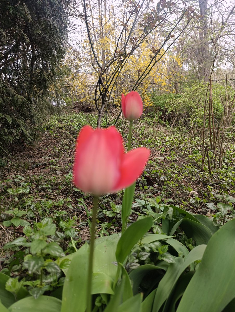 GGanszczyk's tweet image. W ogrodzie zaczynają kwitnąć pierwsze tulipany. 🌷💚 #Tulips #Garden #Flower #April #Spring #NaturePhotography