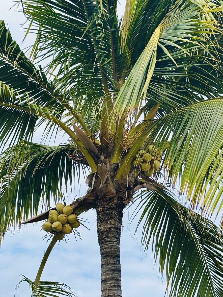 tenaciouspita's tweet image. A few more days till I return to reality …. 🌸☀️😎
Where life will be a lot different ….

#Vacation
#Holidays