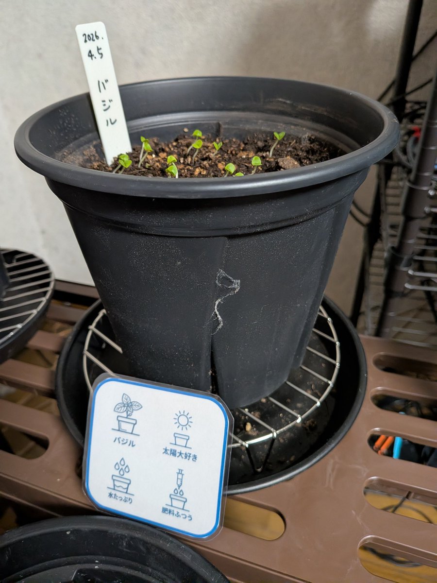 shall〜北国の室内ハーブ園 tweet media