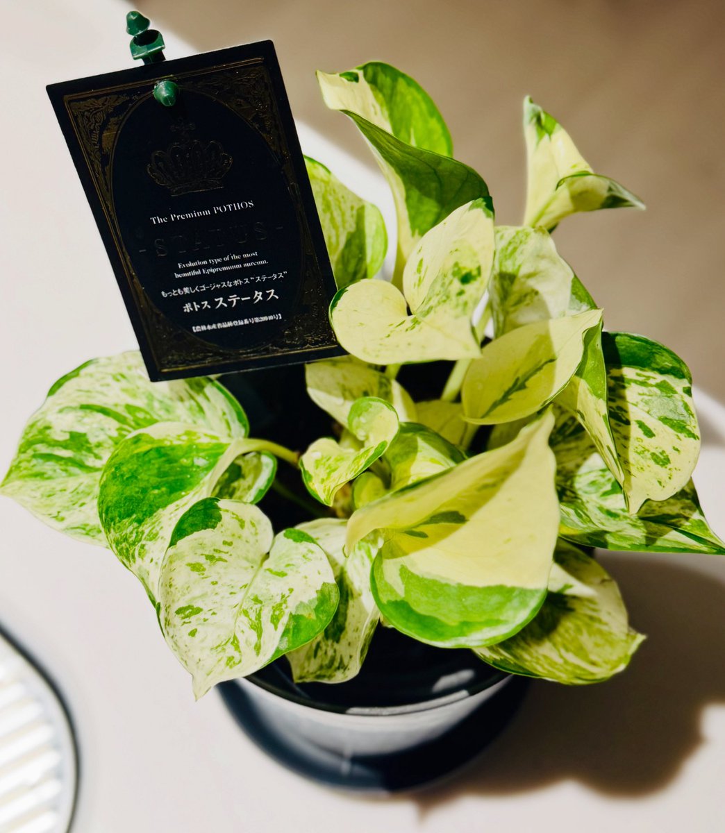 ✨The Premium Pothos STATUS✨