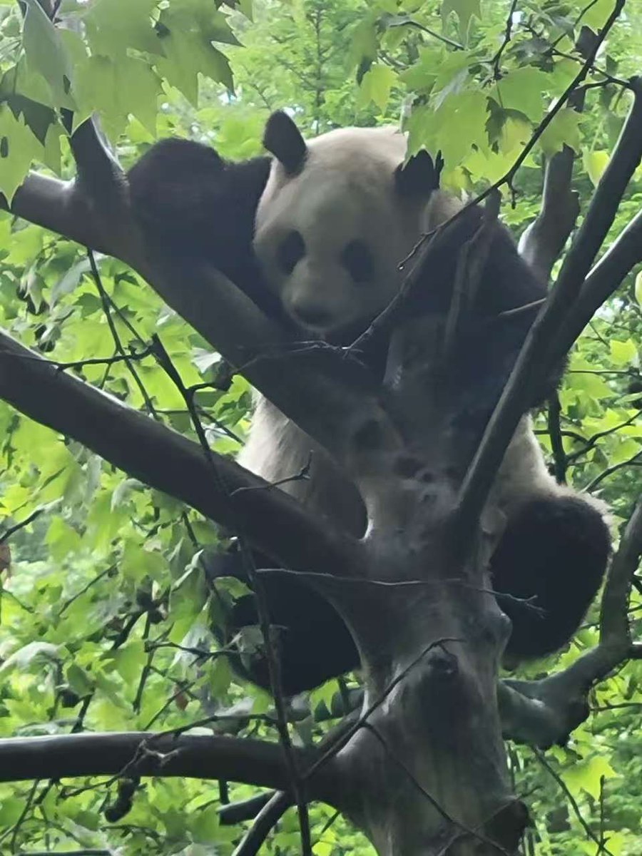 StPaulAngoulem's tweet photo. Aujourd’hui, nous avons visité la base des pandas de Chengdu. Considéré comme un « trésor national » le panda est le symbole du pays et de la réussite des politiques de conservation de l’espèce. Ensuite, nous avons visité le système d’irrigation de Dujiangyan... https://t.co/silg5Nn4Rh