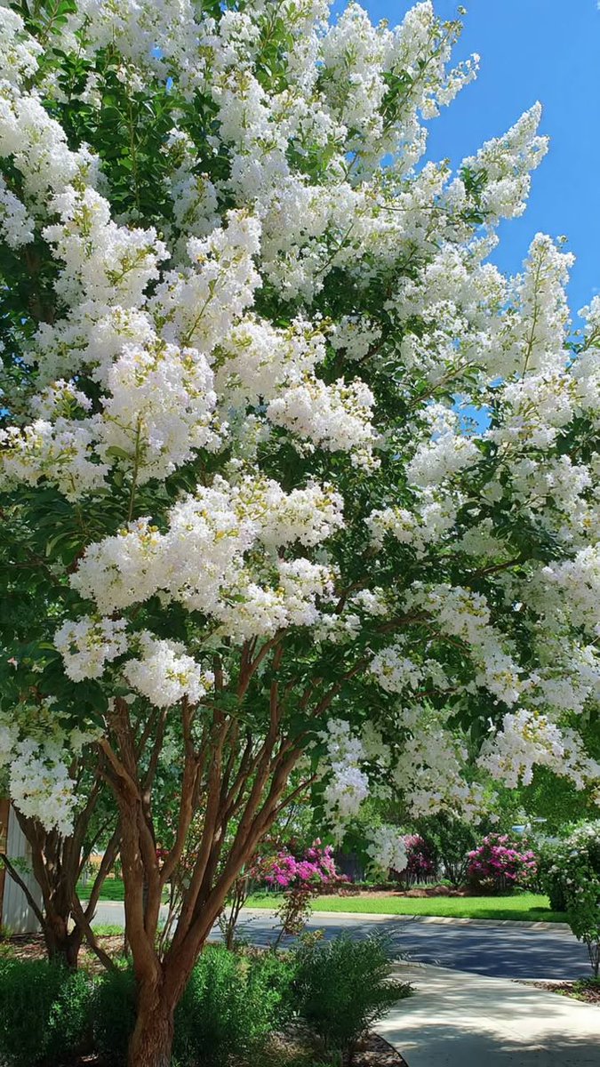 mireya starkenberg tweet media