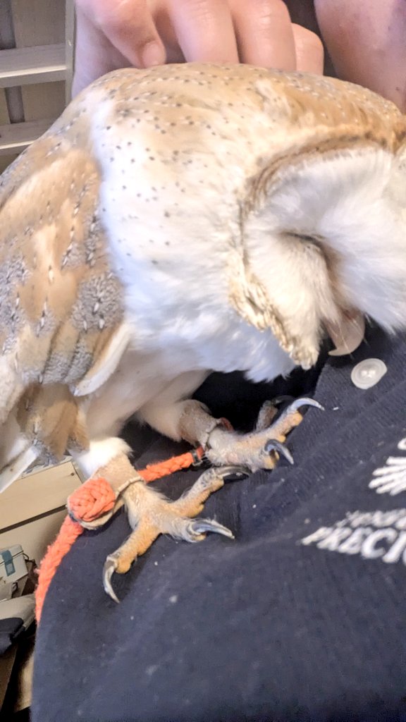 拾壱 埜子 tweet media